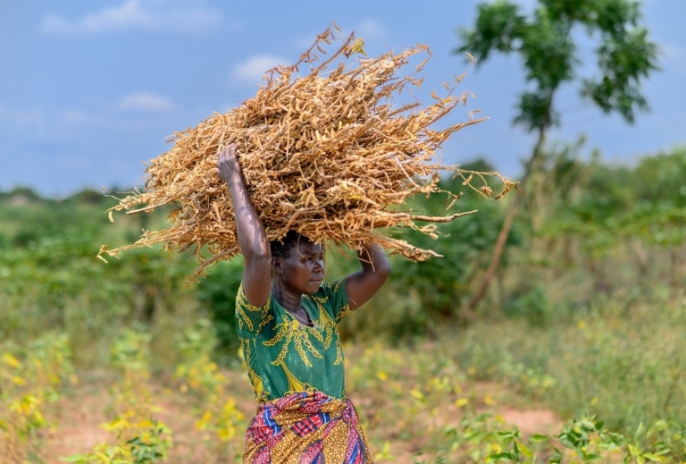 How TotalEnergies EP Uganda is supporting farmers in Tilenga project areas through Asili 